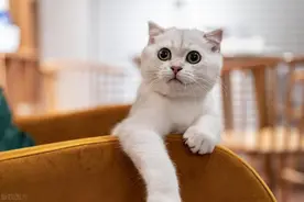 月省1000元！宠物医生教你低成本科学养猫（附清单）图片