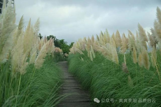 【爽游白云】白云蒲苇花开，在风中摇曳着初秋的浪漫……