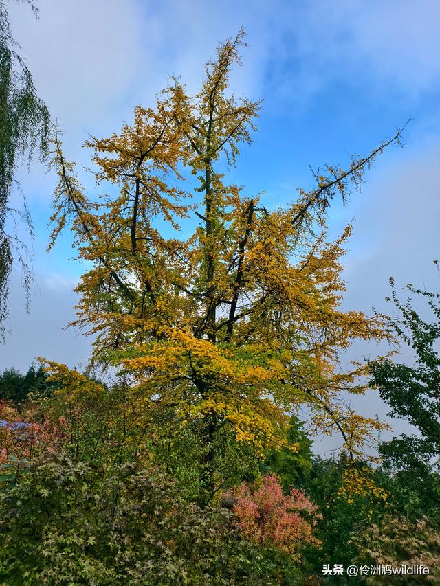 四川行(73)什邡红枫岭徒步到钟鼎寺