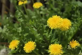 田间地头一棵草，却是妇科炎症、结节的“死对头”！图片