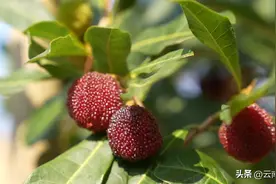 红河石屏杨梅成熟啦图片