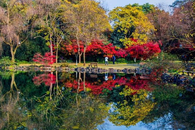 杭州人私藏的红叶地图曝光！这5个地方藏着江南最极致留恋的秋！