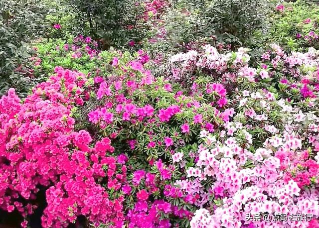 成都公园最大规模杜鹃花开了，200多亩花开成海，不要门票！