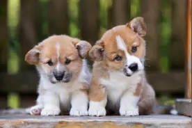 狗狗什么时候才认主，又有哪些表现？实验告诉你真相图片