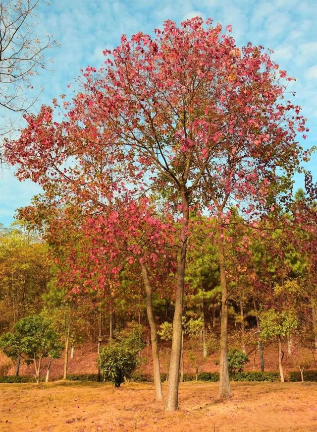 开篇暴击：九江秋季 “顶流” 集结，颜值巅峰已在路上！