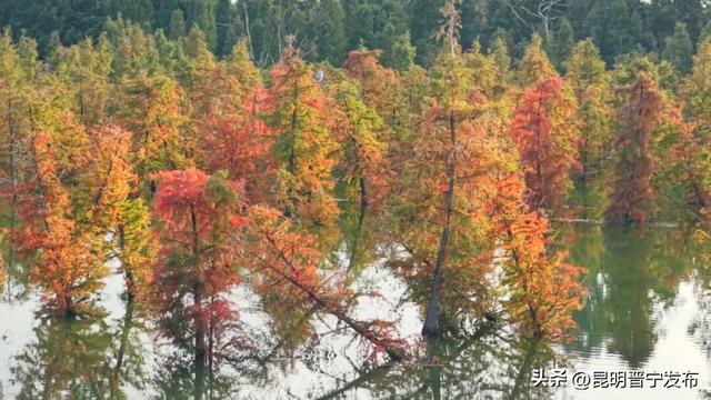滇池南岸：水杉染秋意 湿地如画卷
