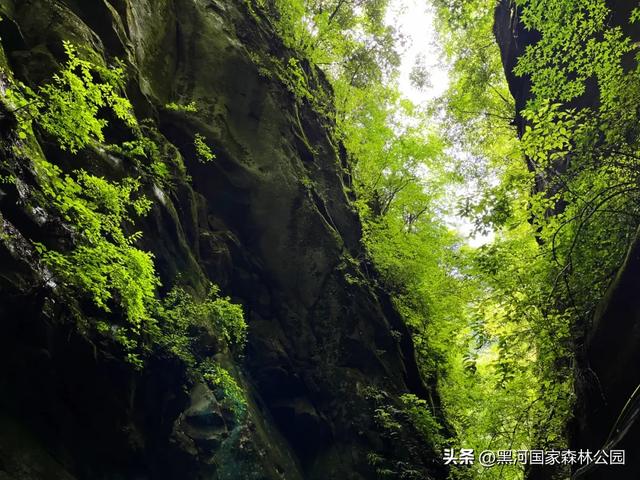 拒绝“蒸笼模式”,在黑河畅享20℃+的清凉时光