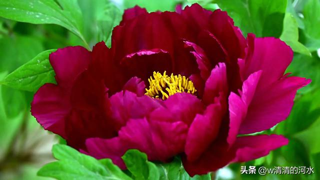 极美洛阳城牡丹迎春吐蕾绽放