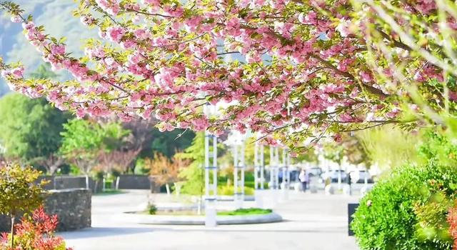 甘南：一半春雪 一半花海