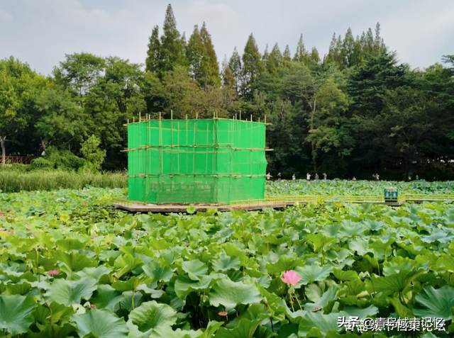 青岛中山公园小西湖凉亭的前世今生