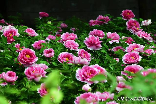 极美洛阳城牡丹迎春吐蕾绽放