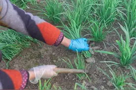 韭菜不养根，叶子瘦成针，养根并不是简单施肥，这样做才正确图片