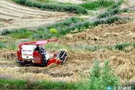 【三夏生产】麦积区石佛镇：油菜收割忙 喜迎大丰收图片