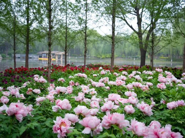 春风有信,花开有期!石家庄公园广场春季赏花指南来了