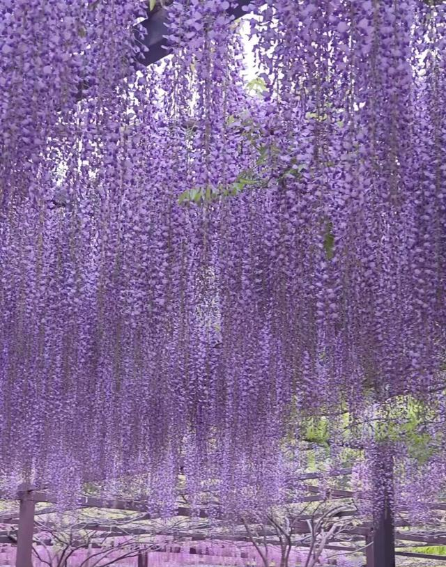 北京一处“最壮观”的紫藤花公园，犹如仙境一样美，震撼至极！