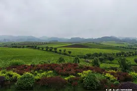 在贵州遇见中国万亩茶海！台湾媒体人惊呼：“美丽又震撼”图片