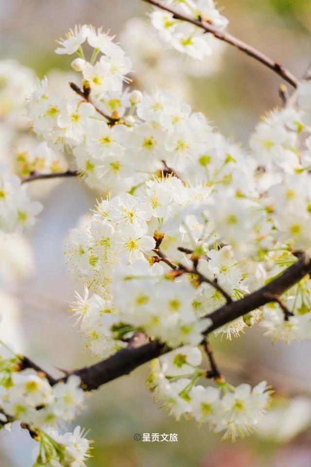 看完滇超游昆明，5个人少景美超出片的小众赏花地