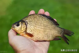 二、三两鲫鱼的钩号怎么选择？它再小也需合适的鱼钩才能钓得上来图片