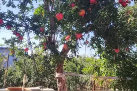 新手必看：石榴树不结果的坑，我们帮你踩过了图片