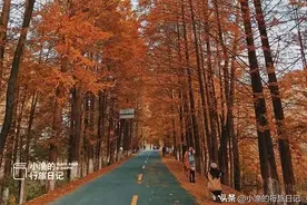 这座秦岭小城，才是陕西秋景颜值的天花板！2天1晚赏秋线路，美爆图片