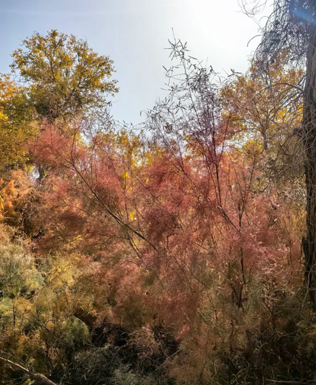 全世界70%的胡杨在这里！