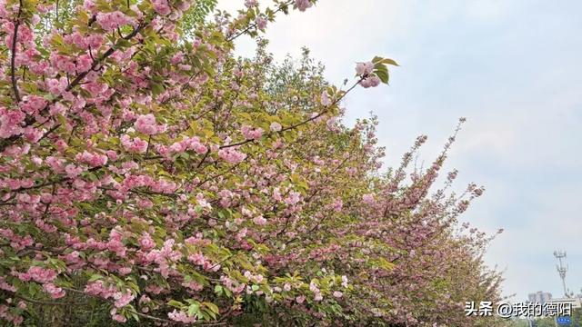 刷屏了!德阳这条“樱花大道”限时返场!路过的全都要刹一脚