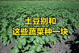 土豆的"死对头"！这些蔬菜千万别和土豆挨着种，老农都懂的秘密！图片