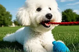 警惕！这6种水果狗狗千万不能碰严重可能致命图片