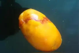 湖北女子杀鸡中发现“鸡宝”，好几万元一克？专家：小心骗局图片