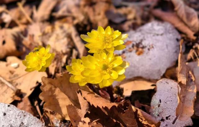 春雪搜索涨超40% ！清明小长假吉林旅游“双线”飘红