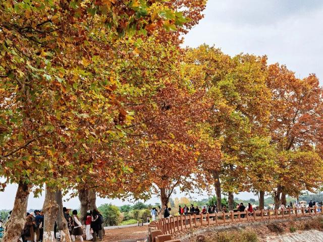 地铁直达！免费！成都20个绝美赏秋地，银杏水杉梧桐红枫限时上演！就在家门口！