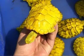 这种乌龟不能养，它是重点保护动物图片