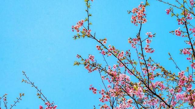 崇州的樱花，开啦！！!