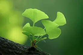 世界上其实只有一棵银杏？图片