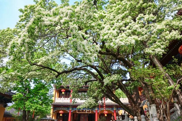 连云港这里三上央视！