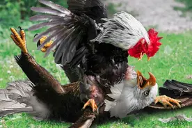 为什么说老鹰只敢抓小鸡？公鸡不是猛禽，但老鹰可能打不过公鸡？图片