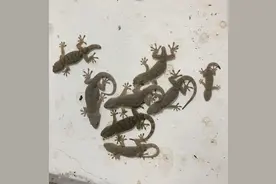 壁虎养殖是暴利？你敢养吗？有人靠养它们年入几十万！图片