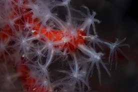 台湾渔民钓到“千年灵物”红珊瑚,价值上百万,为何直接抛入大海?图片