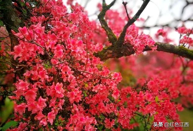 云上八卦脑 鹃红醉石城