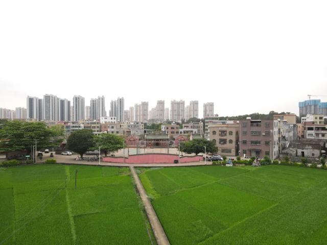 藏在海口秀英的太极村，400年历史古村落，一年四季有不同的美