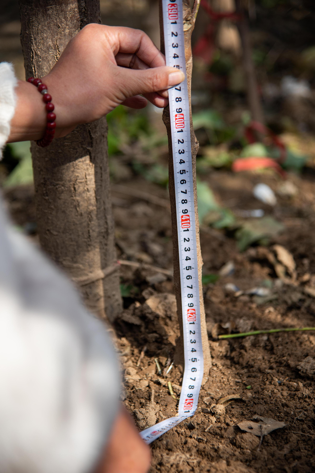 农民又立大功！德州62岁农民种出4.26米高的，1棵结136个