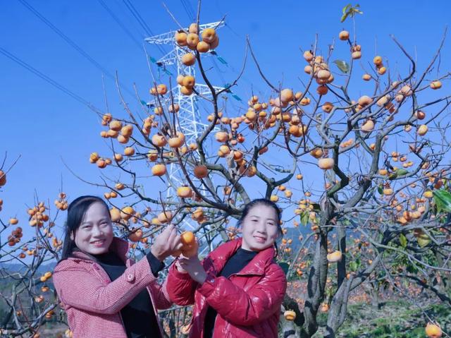 柴桑区新塘乡胡桥村:千亩柿红引客来