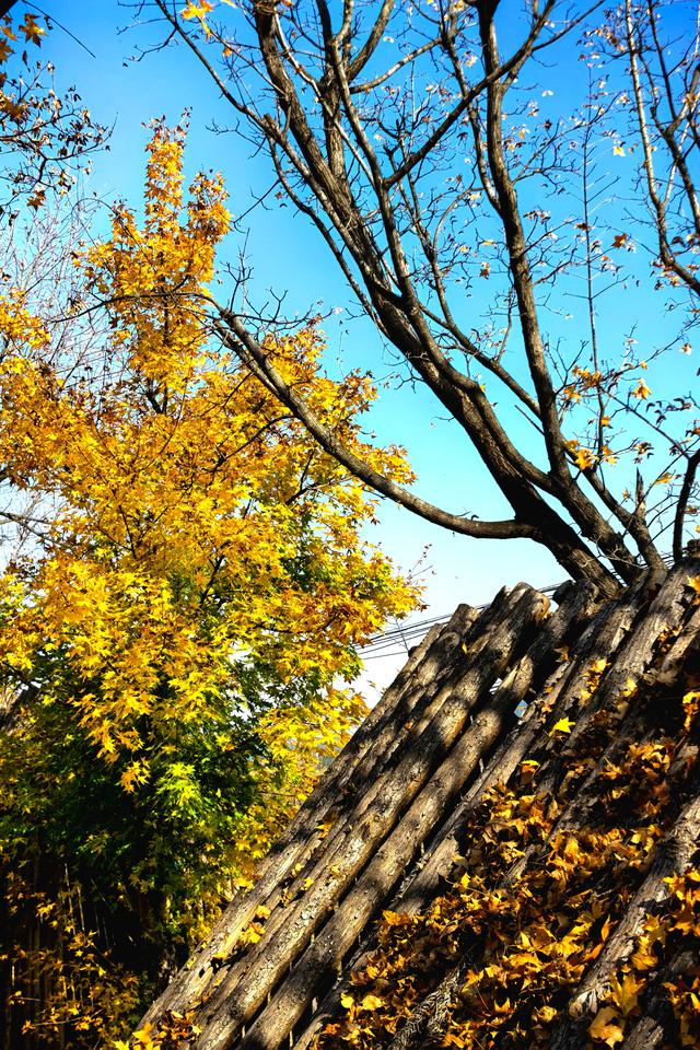 小雪｜冬意初临时，风物成画，岁月如诗