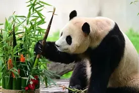 福宝的“排面”拉满！大熊猫“福宝”在川正式与公众见面图片