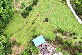 闽侯大坂村：昔日贫困村活起来了图片