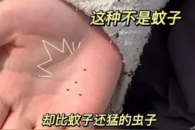 卫生间都是“小黑虫”咋办？别用手拍！教你一招，立马变干净！图片