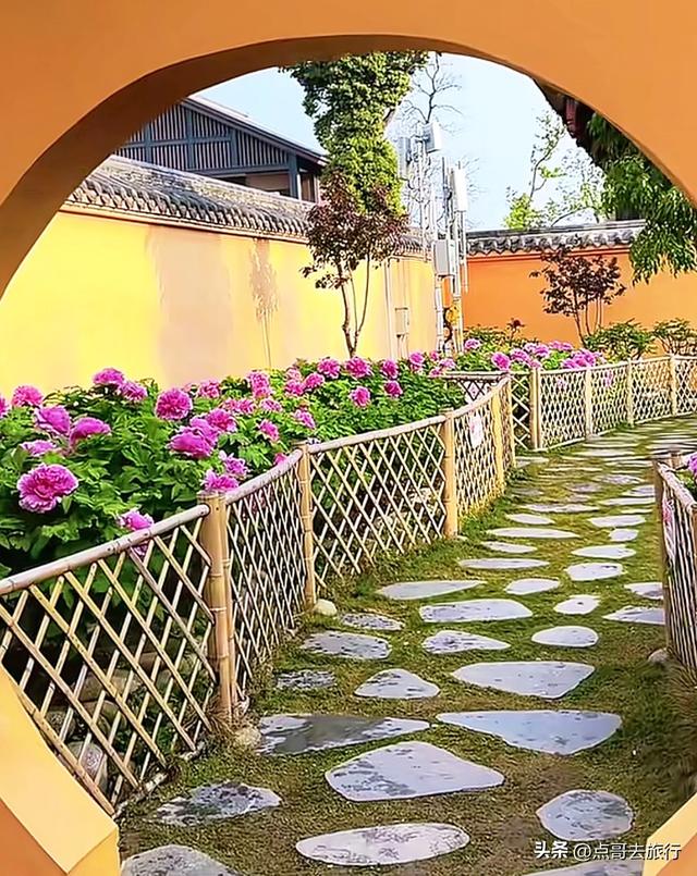 成都20000株牡丹惊艳盛放，华丽与黄墙相映，不愧是顶流赏花地！