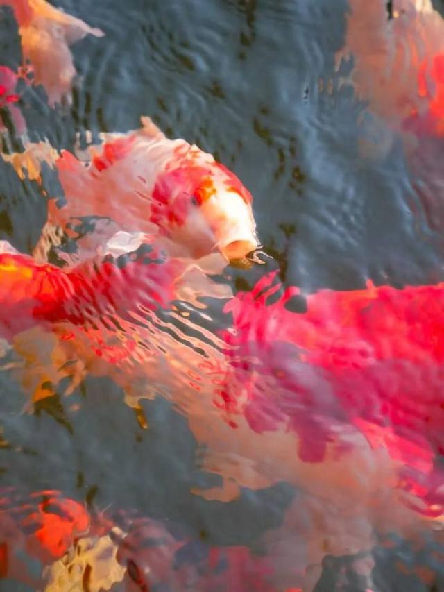 比青山湖人少，比湘湖低调，杭州东北藏着一条“银杏+水杉”组合路线！