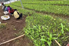 白芨种植技术图片