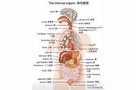 人体体内器官的英语表达图片